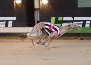 SA Bred Greyhounds in Heats of Launching Pad